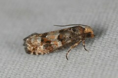 Eucopina tocullionana