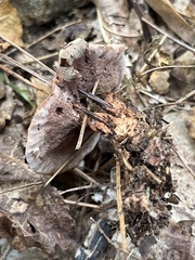 Hydnellum concrescens