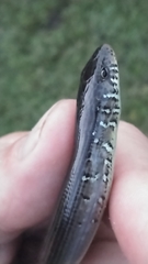 Ophisaurus ventralis