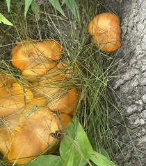 Cuphophyllus pratensis