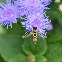 Sphaerophoria contigua