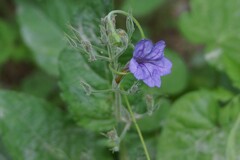 Ruellia nudiflora