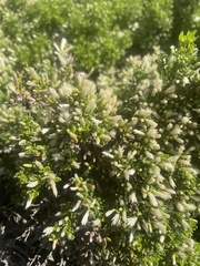 Baccharis pilularis