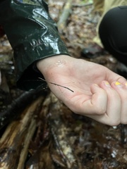 Emesaya brevipennis