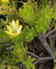 Leucadendron strobilinum