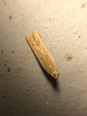 Mesophleps adustipennis