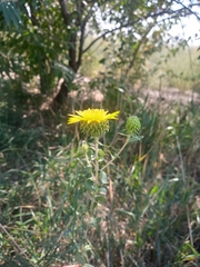 Grindelia squarrosa