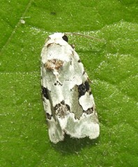 Emarginea percara