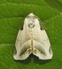 Heminocloa mirabilis