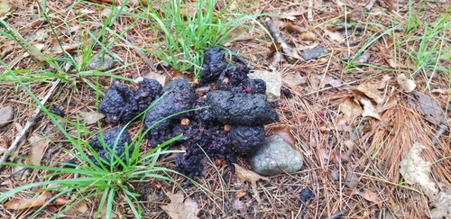 American Black Bear photographed in Massachusetts