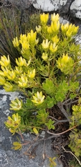 Leucadendron strobilinum