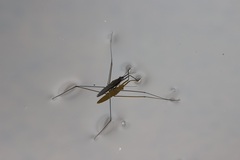 Aquarius conformis