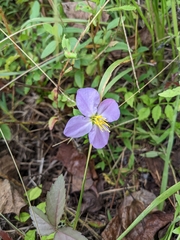 Rhexia virginica