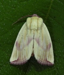 Thurberiphaga diffusa