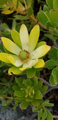 Leucadendron strobilinum