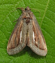 Gerrodes minatea
