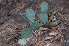 Opuntia chlorotica