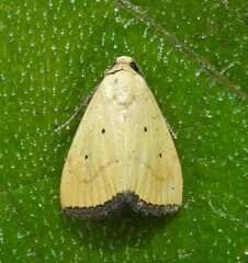 Marimatha quadrata