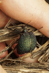 Cysteodemus wislizeni