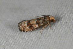 Eucopina tocullionana