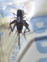 Velarifictorus micado