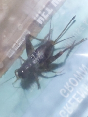 Velarifictorus micado