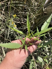 Bidens tripartita