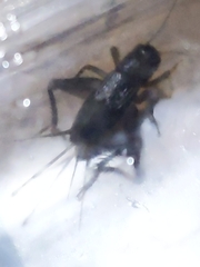 Velarifictorus micado