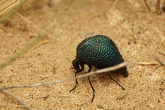 Cysteodemus wislizeni