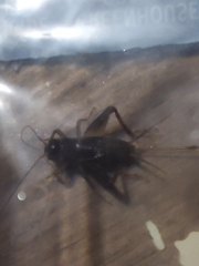 Velarifictorus micado