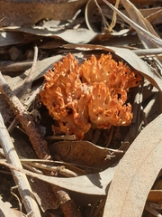 Phaeoclavulina flaccida