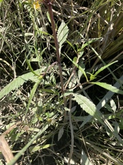 Bidens tripartita
