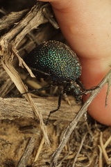 Cysteodemus wislizeni