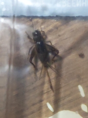 Velarifictorus micado