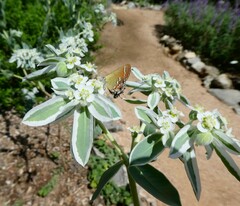 Callophrys gryneus