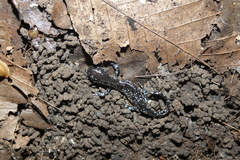 Ambystoma laterale