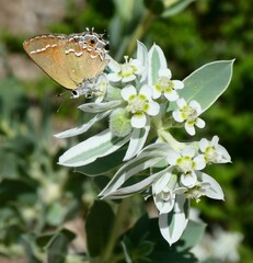 Callophrys gryneus