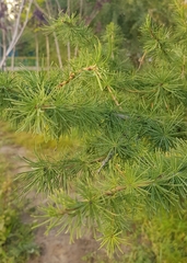 Larix sibirica