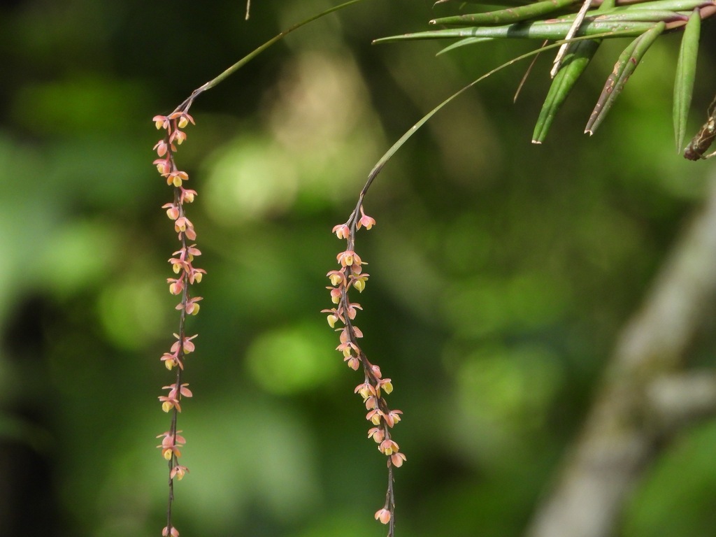 Epidendrum laucheanum