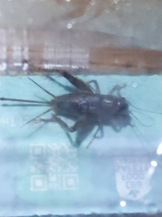 Velarifictorus micado