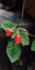 Episcia cupreata