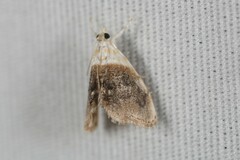 Lipocosmodes fuliginosalis