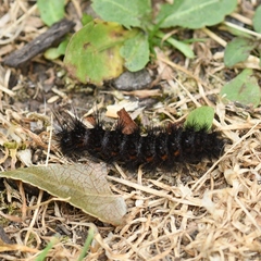 Hypercompe scribonia