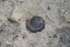 Discus rotundatus