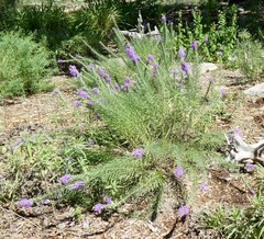 Liatris punctata