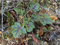 Heuchera micrantha