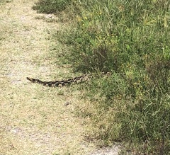 Crotalus horridus