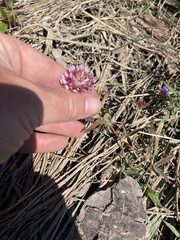 Trifolium wormskioldii