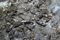 Ambystoma laterale