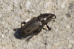 Sphenophorus